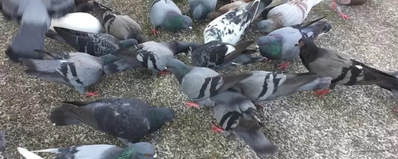 鸽子晚上视力情况问题 ,鸽子在晚上能看见东西吗，能看多-会东网