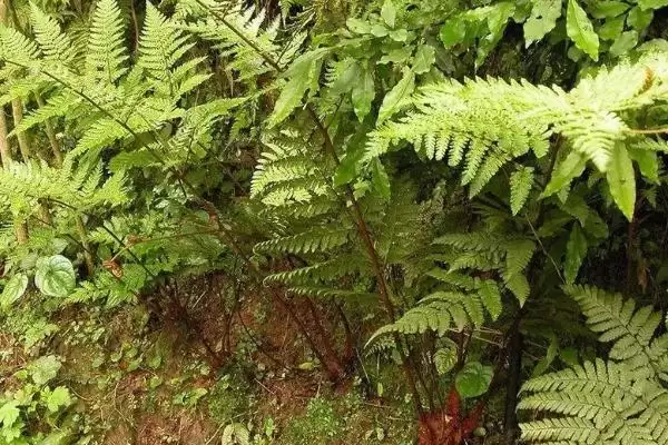 狗脊的种植技术有哪些呢,狗脊的繁殖方式为分株繁殖吗插图2 狗脊的种植技术有哪些呢,狗脊的繁殖方式为分株繁殖吗插图2