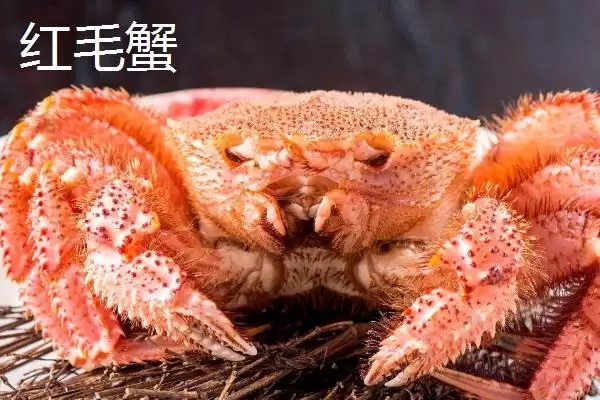 红毛蟹是什么种类的蟹呢,红毛蟹因体色呈红色而得名是这样吗插图3