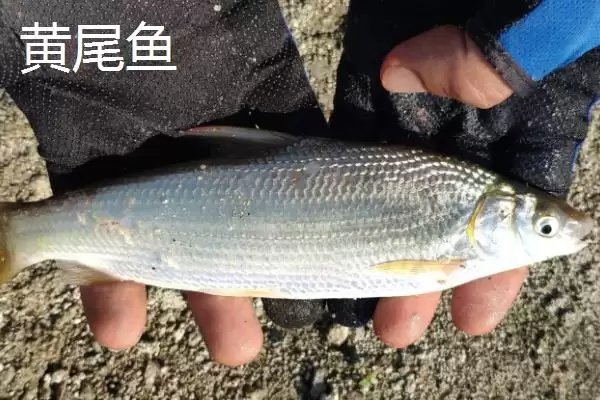 黄尾鱼价格问一斤12-20元贵,黄尾鱼的价格，这个价格合理吗？插图3