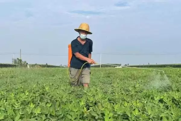 花生病虫害防治中后期咋防不同病害,花生中后期病虫害如何防治，方法有效？插图2