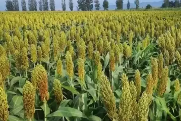 高粱常见病害类型 ,高粱常见的病害有哪些种类插图2 高粱常见病害类型 ,高粱常见的病害有哪些种类插图2