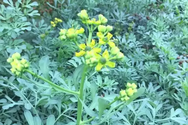 广东臭草的学名是什么呢,广东臭草学名叫芸香是正确的吗插图2
