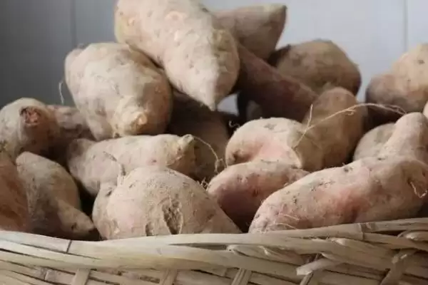 济薯26号品种单株结薯4-5个,济薯26号红薯品种简介，结薯数量对吗？插图2