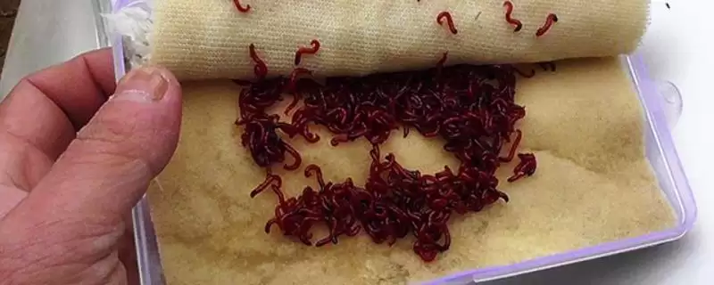 红虫保存温度是多少合适呢,红虫保存的最佳温度是0-5℃这个范围吗-会东网