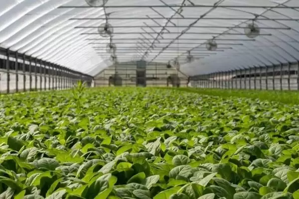 高温高湿天气蔬菜管理 ,高温高湿天气怎么管理蔬菜插图4