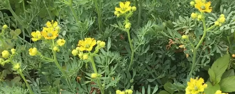 广东臭草的学名是什么呢,广东臭草学名叫芸香是正确的吗-会东网