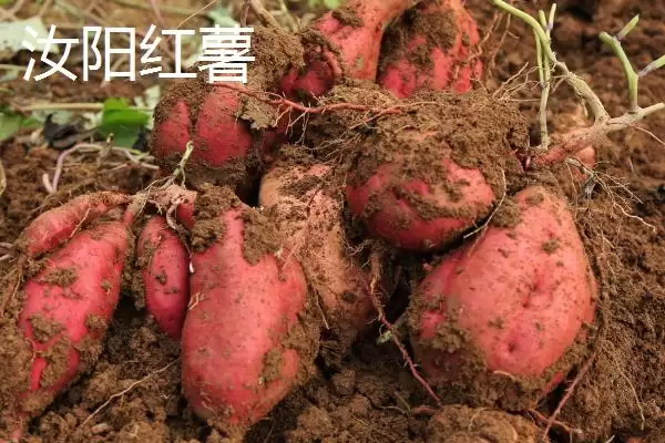 河南省汝阳县特产有啥介绍,河南省汝阳县是历史名酒杜康的发祥地吗插图4