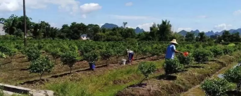 果树施肥有哪些实用技巧呢,果树施肥应根据树龄来合理进行吗插图 果树施肥有哪些实用技巧呢,果树施肥应根据树龄来合理进行吗插图