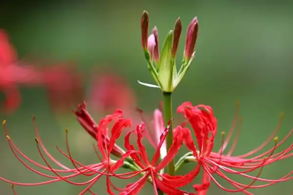 红花石蒜叫死人花是为啥呢,红花石蒜因常在上坟时看到被叫死人花吗插图2 红花石蒜叫死人花是为啥呢,红花石蒜因常在上坟时看到被叫死人花吗插图2
