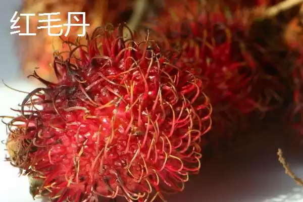 红毛丹的产地主要在哪里呢,红毛丹原产地是东南亚地区是这样吗插图2