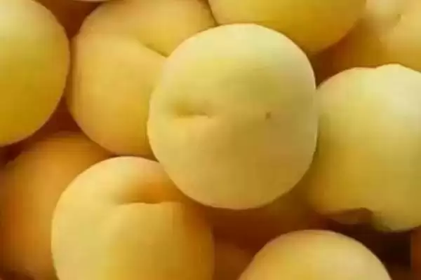 贵的桃树苗有哪些好品种,冬雪蜜桃、金冠黄桃等是贵的桃树苗品种吗插图2