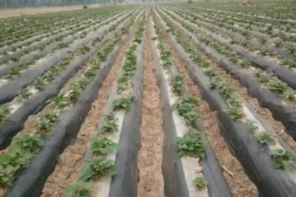 甘薯地膜覆盖种植 ,甘薯地膜覆盖种植有哪些方法和要插图4