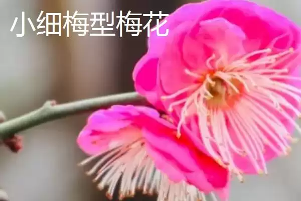 红梅的品种主要有哪些呢,红梅有较多品种且各自有什么特点呢插图2 红梅的品种主要有哪些呢,红梅有较多品种且各自有什么特点呢插图2
