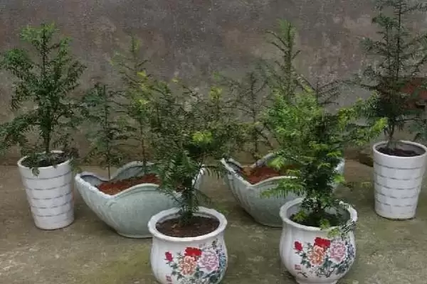 红豆杉的盆景养殖方法是啥,红豆杉盆景用稍大花盆种植来养殖吗插图12