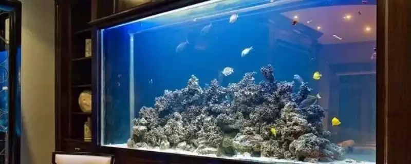 浮法玻璃鱼缸与超白 ,浮法玻璃鱼缸和超白鱼缸哪个更-会东网