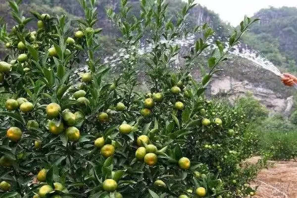 果树节水有哪些实用技巧呢,果树应适时节水灌溉是节水的技巧吗插图1