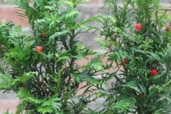 红豆杉的盆景养殖方法是啥,红豆杉盆景用稍大花盆种植来养殖吗插图10