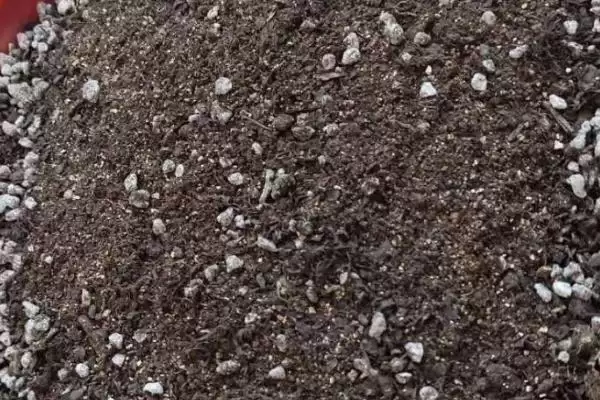 红豆杉的盆景养殖方法是啥,红豆杉盆景用稍大花盆种植来养殖吗插图3