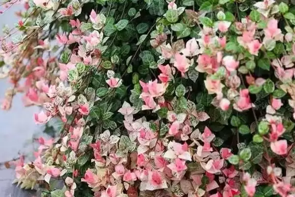 花叶络石养护9-10月追肥磷钾,花叶络石日常养护方法，追肥时间对吗？插图1