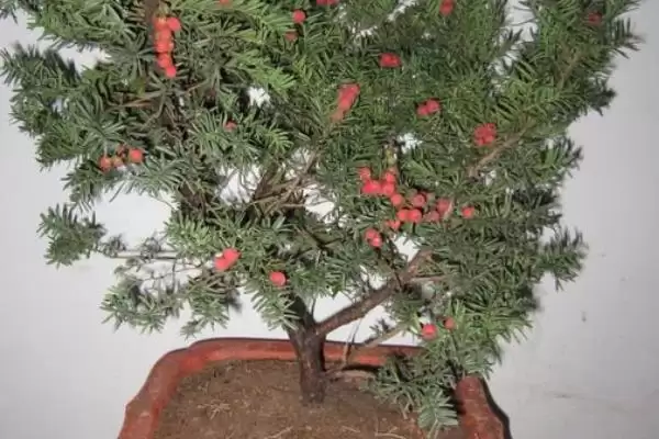 红豆杉的盆景养殖方法是啥,红豆杉盆景用稍大花盆种植来养殖吗插图5