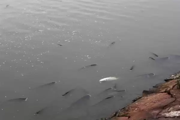 黄辣丁栖息地缓流多水草浅区,黄辣丁的栖息环境介绍，是这样的吗？插图1