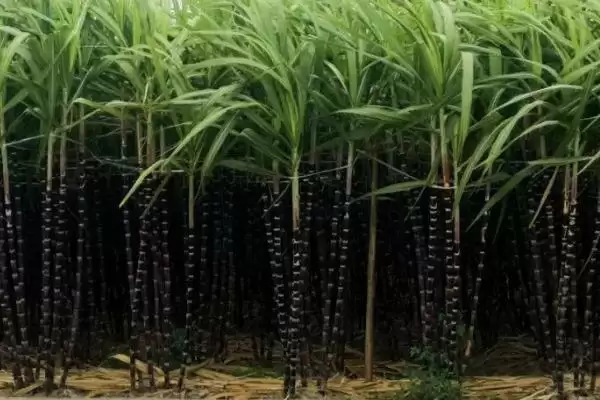 甘蔗使用除草剂误区,对甘蔗使用除草剂存在哪些误区插图4 甘蔗使用除草剂误区,对甘蔗使用除草剂存在哪些误区插图4
