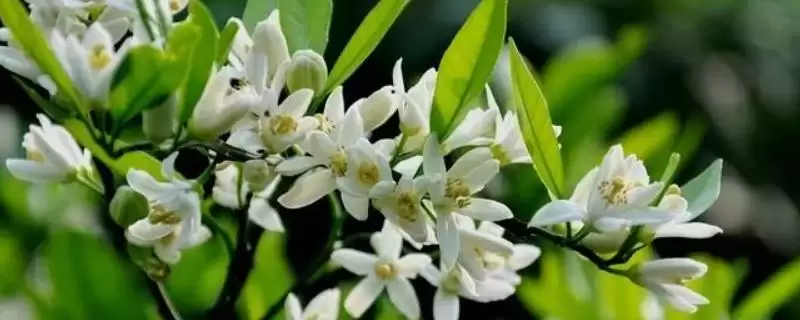 柑橘花芽分化过程 ,柑橘花芽分化经历哪些阶段和过程-会东网