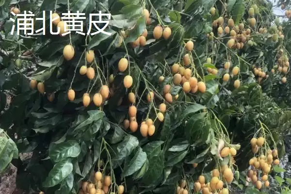广西浦北县的特产有哪些呢,广西浦北县有“世界长寿之乡”称号有啥特产插图2
