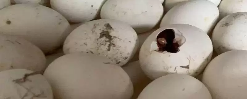 孵鹅蛋所需天数 ,孵鹅蛋一般需要多少天时-会东网