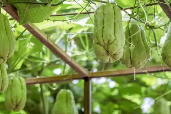佛手瓜苗种植方法 ,佛手瓜苗的种植需要注意哪些方插图4 佛手瓜苗种植方法 ,佛手瓜苗的种植需要注意哪些方插图4