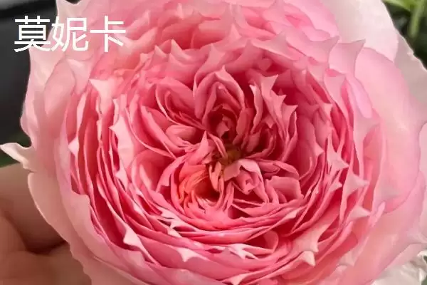 好养活的月季花有哪些品种,红双喜等是好养活的月季花品种吗插图12 好养活的月季花有哪些品种,红双喜等是好养活的月季花品种吗插图12