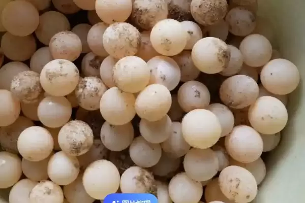 甲鱼蛋孵化法自然人工两种,甲鱼蛋怎么孵化,孵化方式有这些?插图3 甲鱼蛋孵化法自然人工两种,甲鱼蛋怎么孵化,孵化方式有这些?插图3