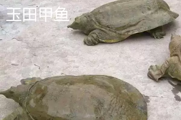 河北省安新县的特产是什么,白洋淀熏鱼是河北省安新县受喜爱特产吗插图9