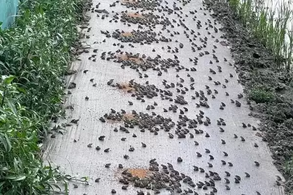黑斑蛙怎么进行养殖好呢,黑斑蛙先喂鲜活诱饵再过渡到人工饲料养殖吗插图5