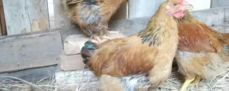 鸡胀气喂药问助消化药可行,鸡胀气喂什么药,助消化药或制霉菌素?插图 鸡胀气喂药问助消化药可行,鸡胀气喂什么药,助消化药或制霉菌素?插图