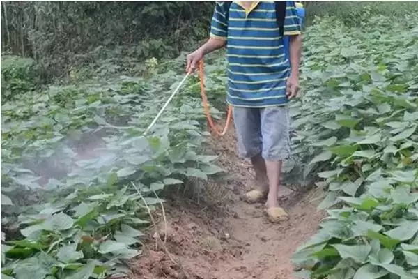 红薯地下害虫如何防治好呢,红薯地下害虫常见为地老虎等如何防治呢插图7