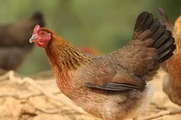 鸡肿脸的原因环境疾病所致,鸡肿脸是什么原因引起的,是这些因素吗?插图3 鸡肿脸的原因环境疾病所致,鸡肿脸是什么原因引起的,是这些因素吗?插图3