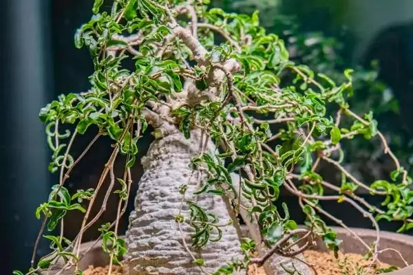 火星人植物需求喜温暖光照充足,火星人植物对生长环境的要求，是这样吗？插图2