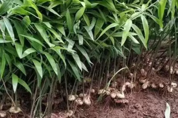 黄精鲜货产量亩产3000-4000斤,黄精鲜货亩产多少斤，产量是这个数？插图2