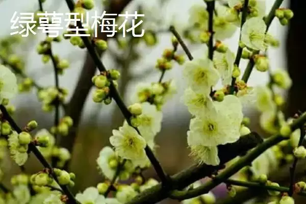 红梅的品种主要有哪些呢,红梅有较多品种且各自有什么特点呢插图5 红梅的品种主要有哪些呢,红梅有较多品种且各自有什么特点呢插图5