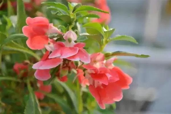 凤仙花花语寓意 ,凤仙花的花语有什么含义和寓插图2