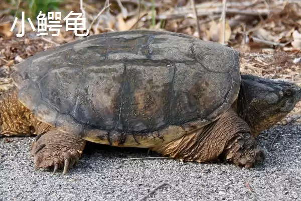 鳄龟的产生来源,鳄龟是不是鳄鱼和乌龟杂交产生的插图3
