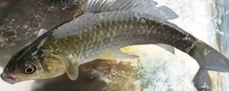 鲫鱼品种介绍土鲫高背鲫常见,鲫鱼的品种介绍，常见品种有这些？-会东网