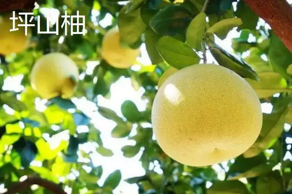 蜜柚对比问题红柚更美观口感佳,黄金蜜柚和红柚对比,差异在哪呢?插图6 蜜柚对比问题红柚更美观口感佳,黄金蜜柚和红柚对比,差异在哪呢?插图6