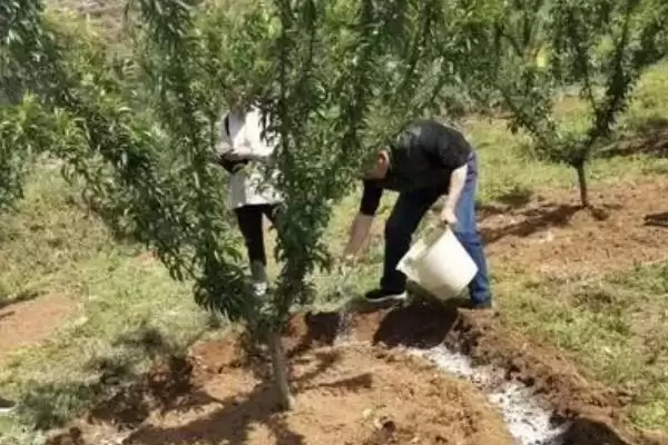 果树何时进行施肥更合适,果树以5-7月份进行施肥为宜吗插图6