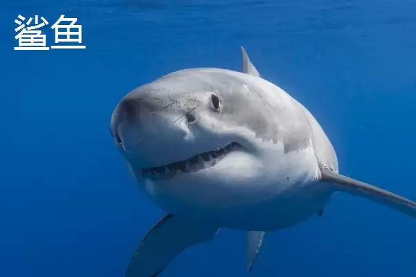 海豚和鲨鱼的区别是什么呢,海豚和鲨鱼在类别、习性等方面有差异吗插图2