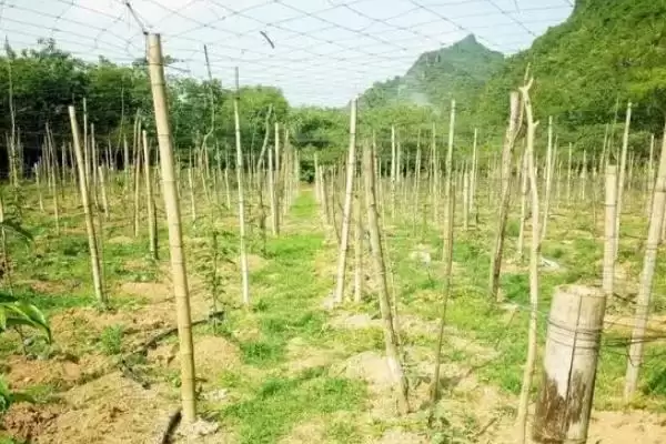 佛手瓜苗种植方法 ,佛手瓜苗的种植需要注意哪些方插图2 佛手瓜苗种植方法 ,佛手瓜苗的种植需要注意哪些方插图2