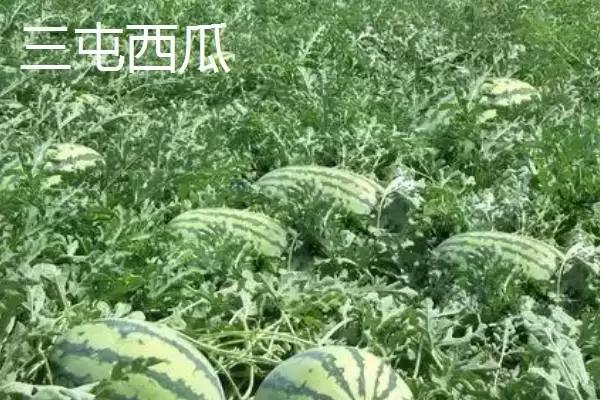 怀化辰溪特产油茶种植面积广吗,怀化辰溪的特产,当地油茶情况如何?插图7 怀化辰溪特产油茶种植面积广吗,怀化辰溪的特产,当地油茶情况如何?插图7