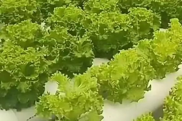 家庭无土栽培出苗后浇营养液,家庭无土栽培蔬菜技术,要点是这个?插图5 家庭无土栽培出苗后浇营养液,家庭无土栽培蔬菜技术,要点是这个?插图5